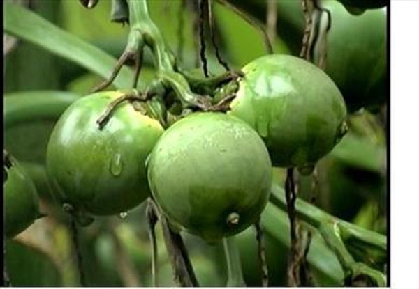 Luu y nhung loai 4 trai cay de “nuoi” te bao ung thu-Hinh-3