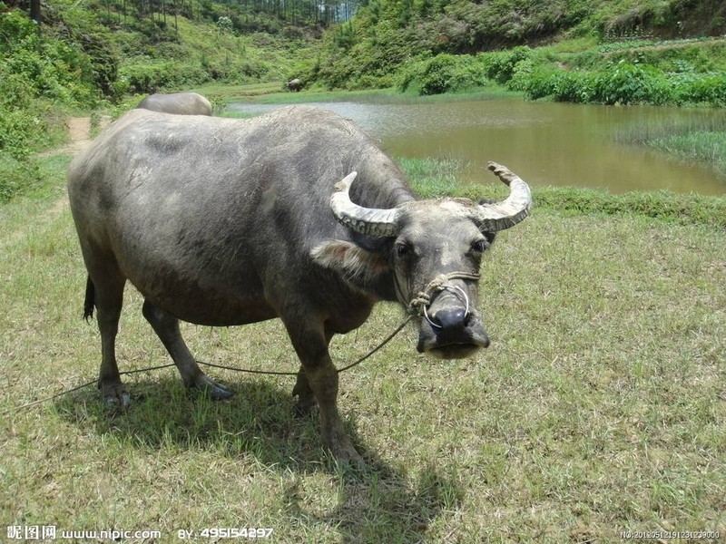 Du doan ngay moi  20/4 cho 12 con giap: Nguoi tuoi Dau de phong tieu nhan dam sau lung-Hinh-2