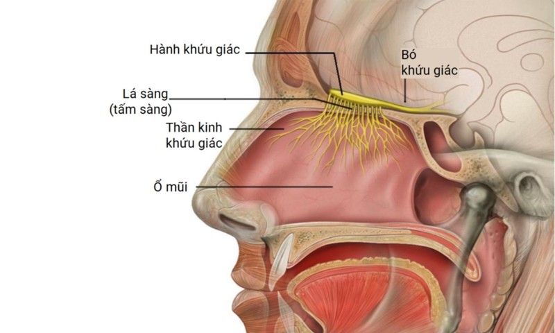 Kham pha 10 bi an tren co the nguoi it ai biet-Hinh-10