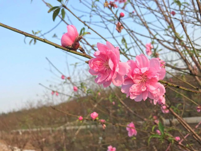 Dao no som, nguoi dan ru nhau mua ve choi Tet Duong lich-Hinh-11