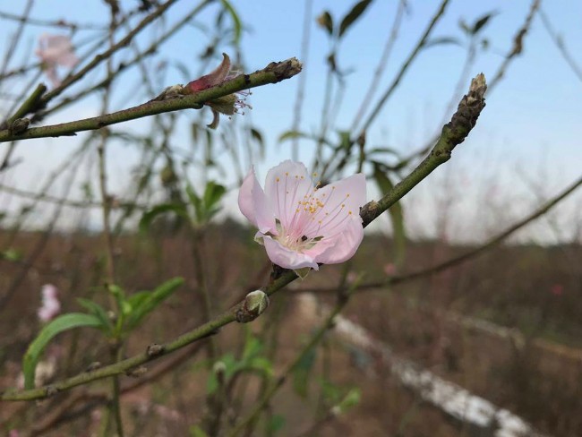 Dao no som, nguoi dan ru nhau mua ve choi Tet Duong lich-Hinh-16