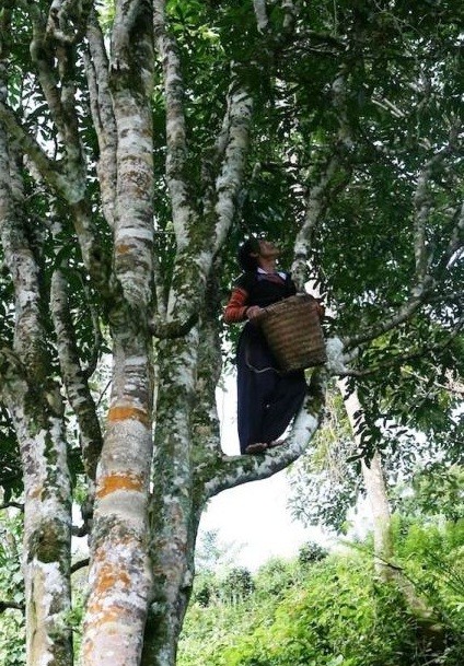 Doc dao nhung cay che khong lo 500 nam tuoi giua bien may Ta Xua-Hinh-2