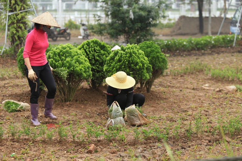 Truoc them Hoi nghi Thuong dinh My-Trieu: Ha Noi rop co hoa, bang ron-Hinh-8