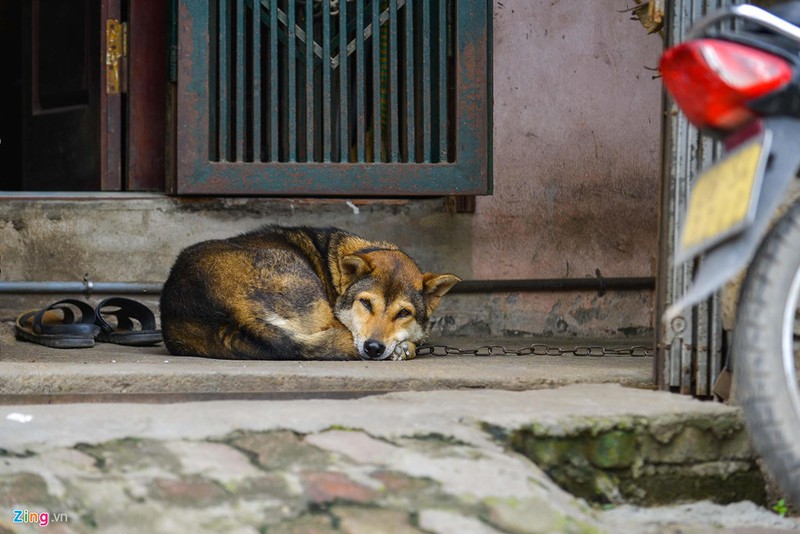 Ha Noi: Cho khong ro mom tha rong nhan nhan via he-Hinh-11