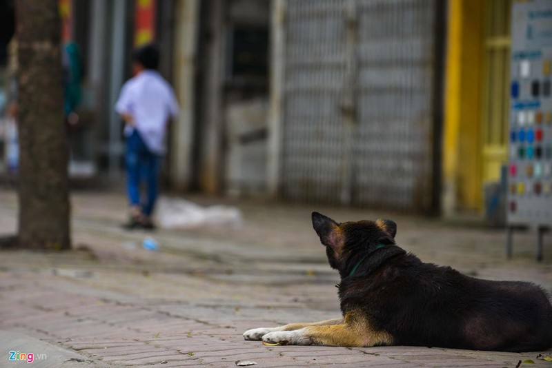 Ha Noi: Cho khong ro mom tha rong nhan nhan via he-Hinh-12