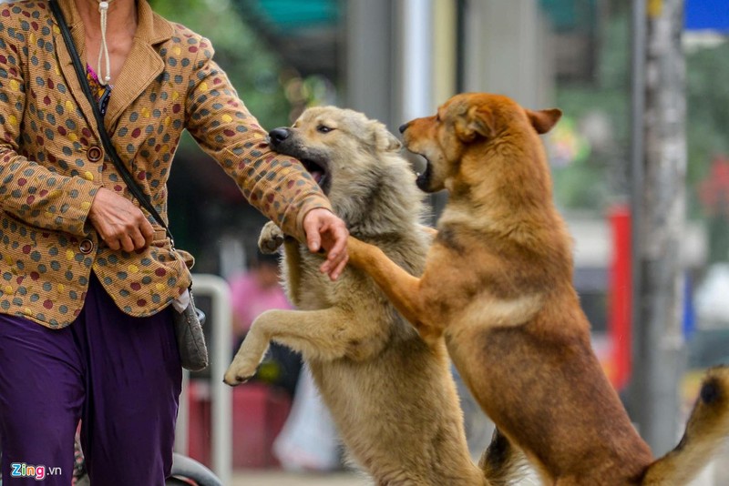 Ha Noi: Cho khong ro mom tha rong nhan nhan via he-Hinh-3