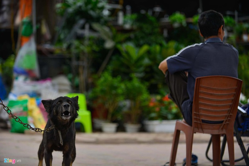 Ha Noi: Cho khong ro mom tha rong nhan nhan via he-Hinh-4