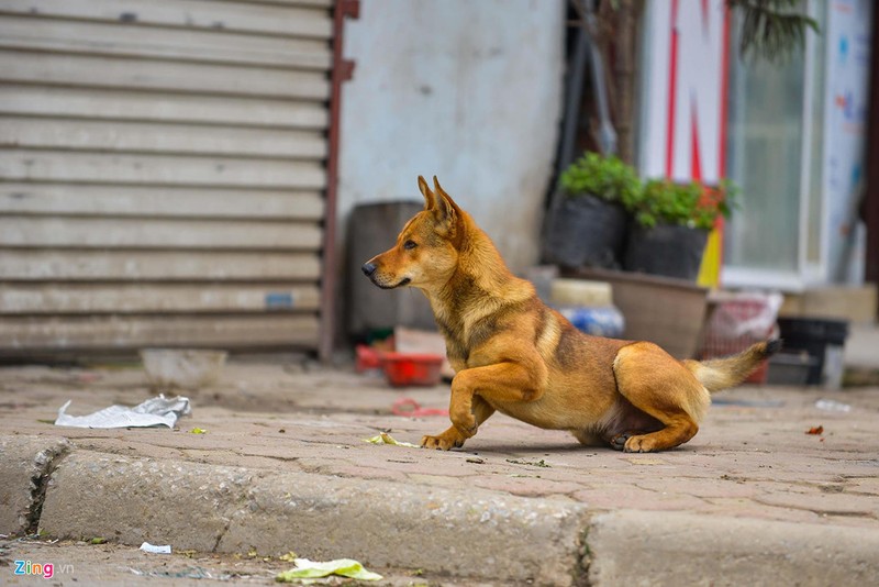 Ha Noi: Cho khong ro mom tha rong nhan nhan via he-Hinh-6