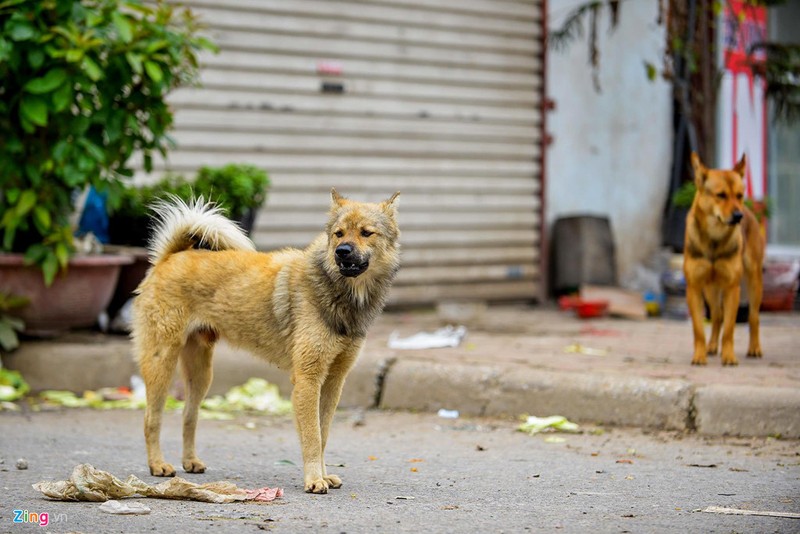 Ha Noi: Cho khong ro mom tha rong nhan nhan via he-Hinh-7