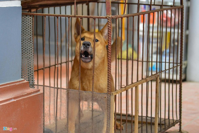 Ha Noi: Cho khong ro mom tha rong nhan nhan via he