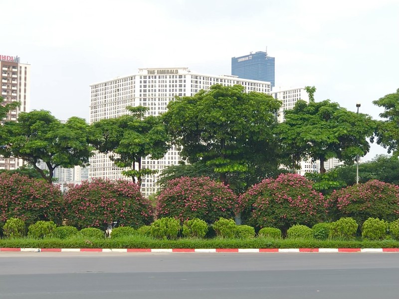 Can canh mua hoa tuong vi ruc ro khap Ha Noi-Hinh-18