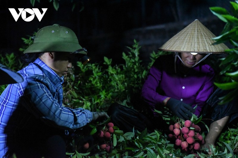 Tat bat cung nguoi dan Luc Ngan di hai vai tu luc nua dem-Hinh-2