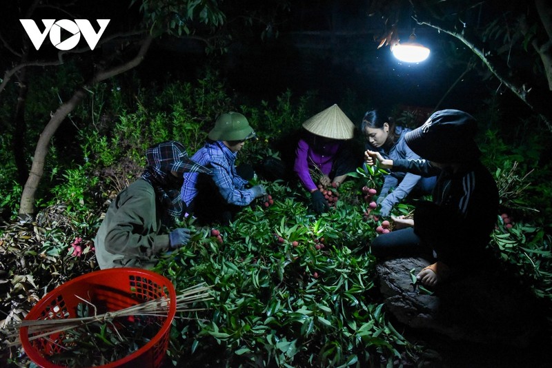 Tat bat cung nguoi dan Luc Ngan di hai vai tu luc nua dem