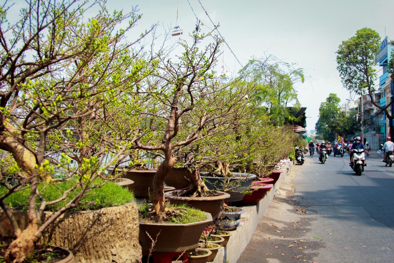 Nhon nhip cho hoa 'tren ben duoi thuyen' hut khach o Sai Gon-Hinh-16