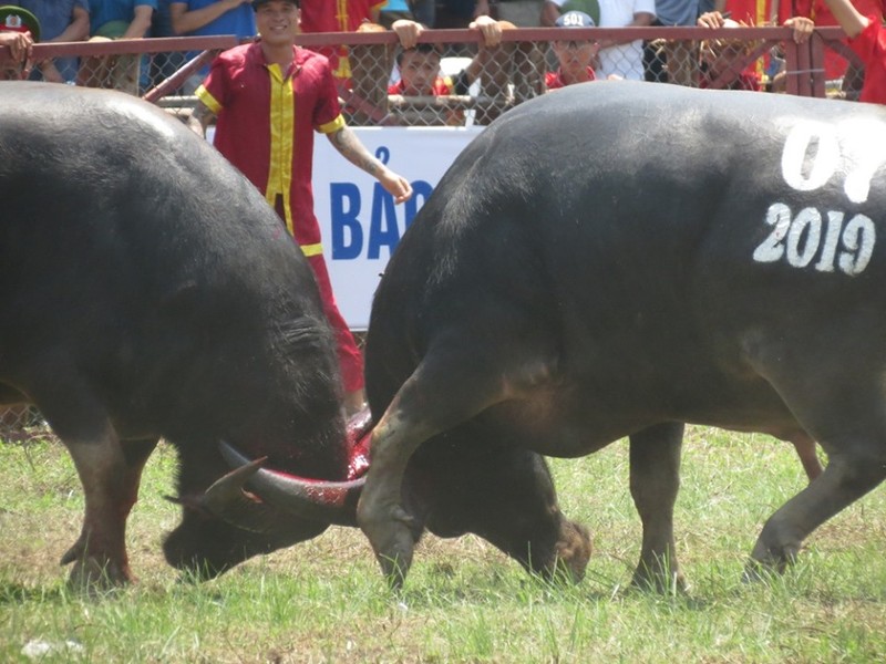 Nhung hinh anh dat gia trong le hoi choi trau Do Son 2019-Hinh-3