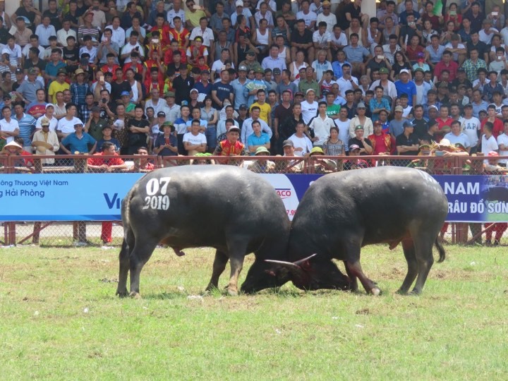 Nhung hinh anh dat gia trong le hoi choi trau Do Son 2019