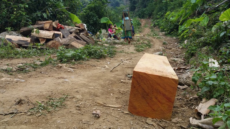 Lam tac pha rung Chieng Khua: Kiem Lam Son La noi chi la cay kho, chet-Hinh-5