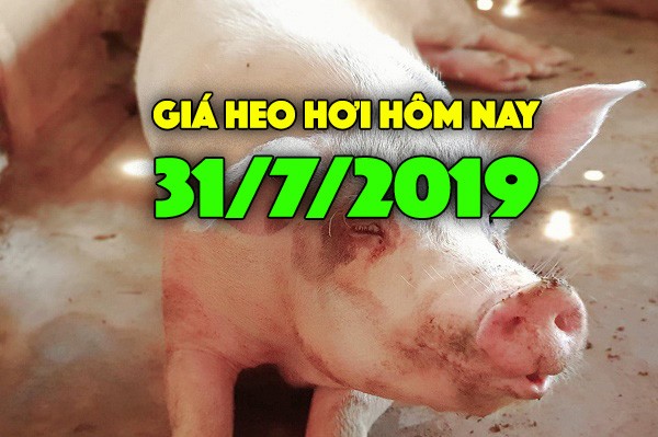 Gia heo hoi hom nay 31/7: Dien bien gia heo trai chieu o mien Bac va mien Nam