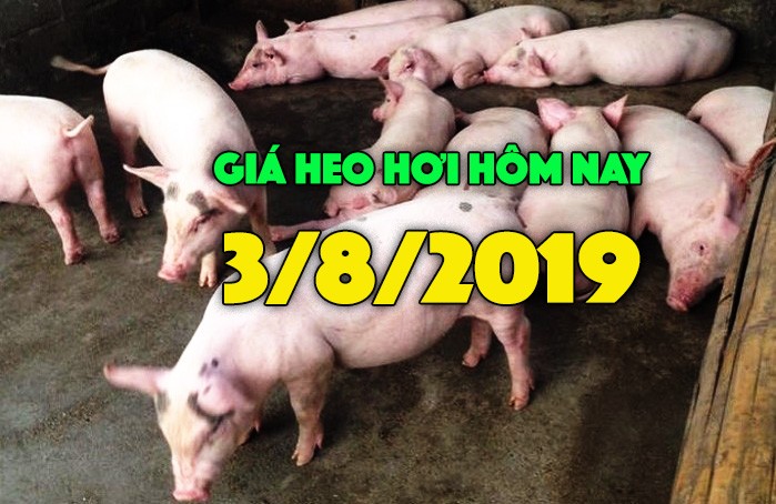 Gia heo hoi hom nay 3/8: Gia heo hoi mien Bac tang, cao nhat 42.000 dong/kg