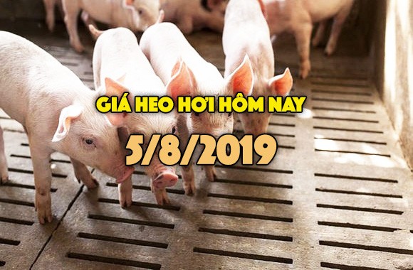 Gia heo hoi hom nay 5/8: Gia heo hoi mien Bac tang nhe, mien Nam chua khoi sac