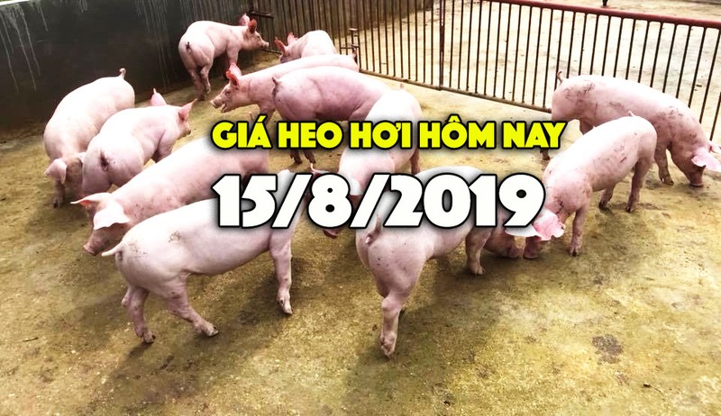 Gia heo hoi hom nay 15/8: Gia heo hoi mien Bac dang o muc cao