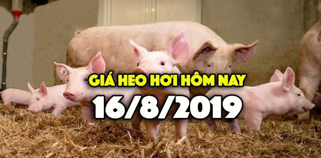 Gia heo hoi hom nay 16/8: Ca 3 mien deu tang, mien Bac van o muc cao