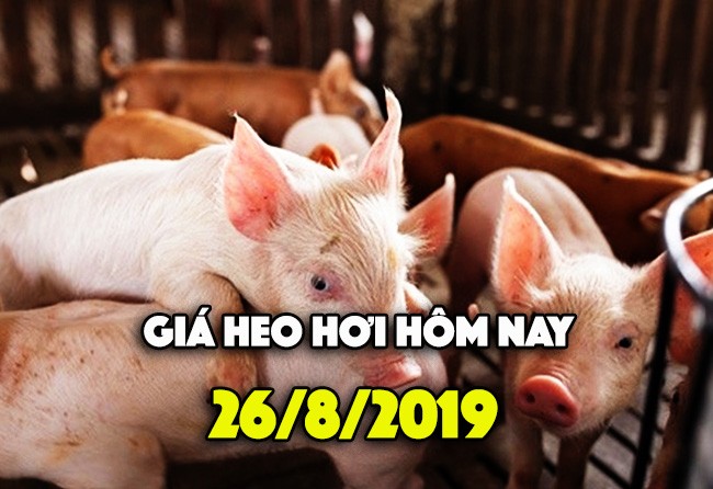 Gia heo hoi hom nay 26/8: Gia heo mien Nam dat moc 45.000 dong/kg