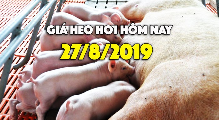 Gia heo hoi hom nay 27/8: Mien Bac tang nhe, mien Nam van 43.0000 dong/kg