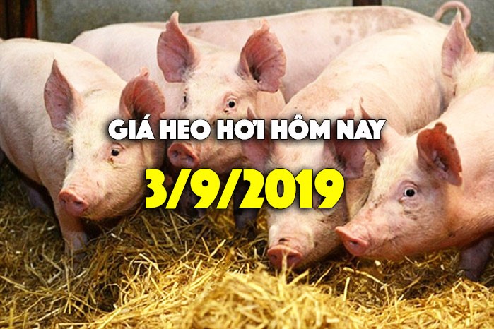 Gia heo hoi hom nay 3/9: Gia heo hoi tang sau le 2/9, mien Bac 50.000 dong/kg