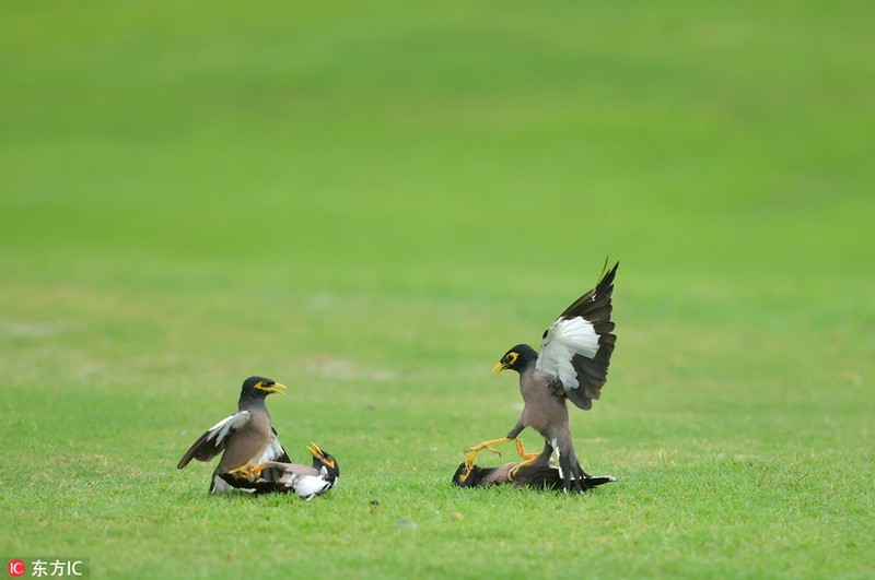 Chim sao doc chiem dau nhau tren san golf-Hinh-4