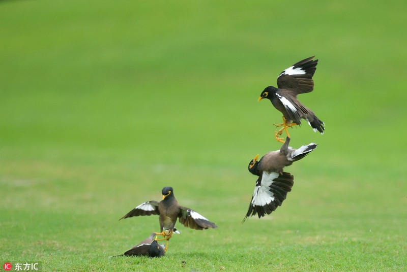 Chim sao doc chiem dau nhau tren san golf