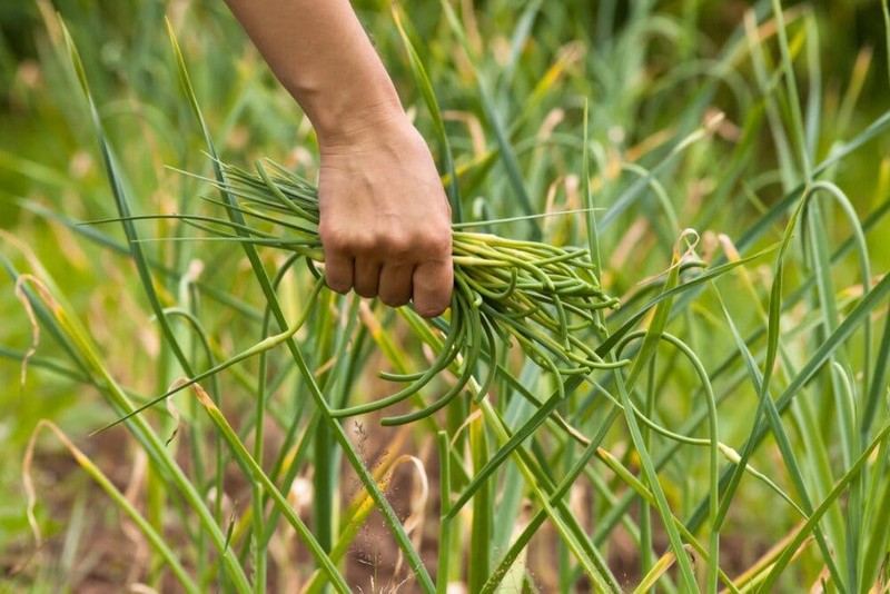 Rau ngong toi sanh ngang voi thuoc bo, chong ung thu