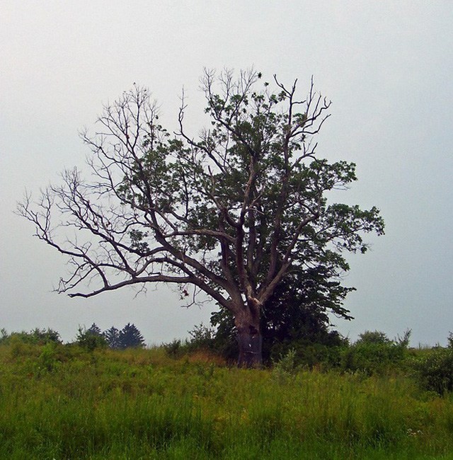 Biet gi ve giai thoai “cay cua quy” ai cham vao xui xeo tan mang?-Hinh-2