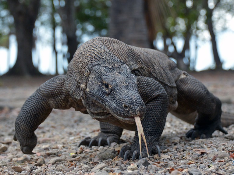 Rong Komodo quy hiem nhu nao ma phai nhan giong gap?-Hinh-8