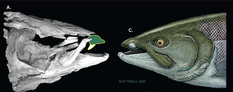 Ca hoi quai vat Oncorhynchus rastrosus co rang nanh het ma ca rong-Hinh-9