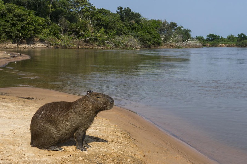 Pantanal la vuong quoc cua 'quai vat' khong lo-Hinh-10