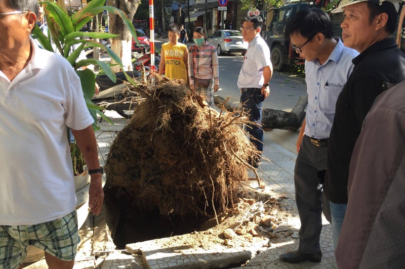 Cay xanh bat goc de o to dang chay, tai xe bung cua thoat than-Hinh-2