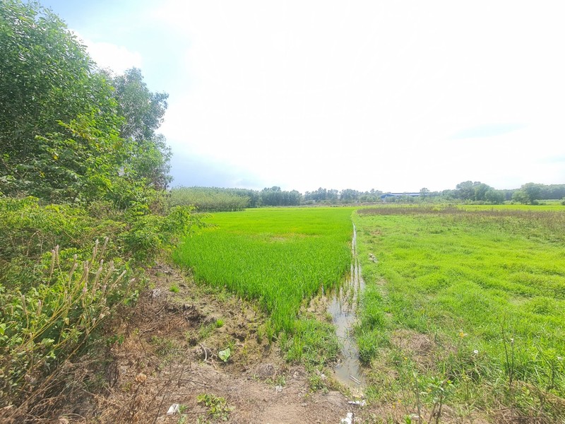 Thien Tan (Vinh Cuu, Dong Nai): “Ve quy hoach duong” chi de phuc vu phan lo dat nong nghiep?-Hinh-11