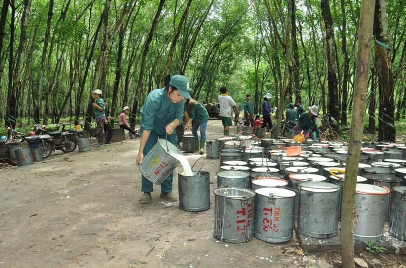 Phuoc Hoa du kien chuyen 10.900ha dat cao su sang muc dich khac