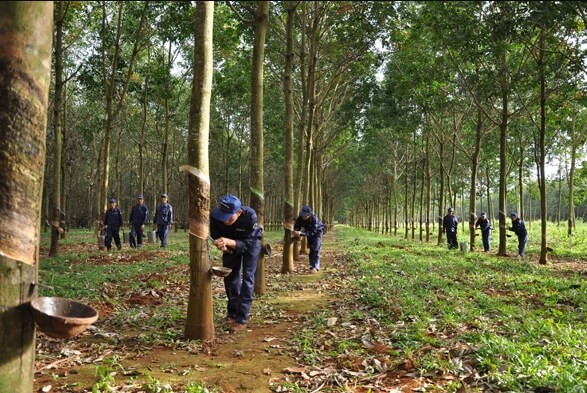 Cao su Dak Lak tiep tuc dang ky ban 18,19 trieu co phieu DRI