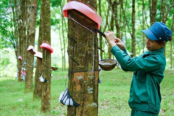 Gia cao su tang 25%, Cao su Dong Phu (DPR) bao lai khung