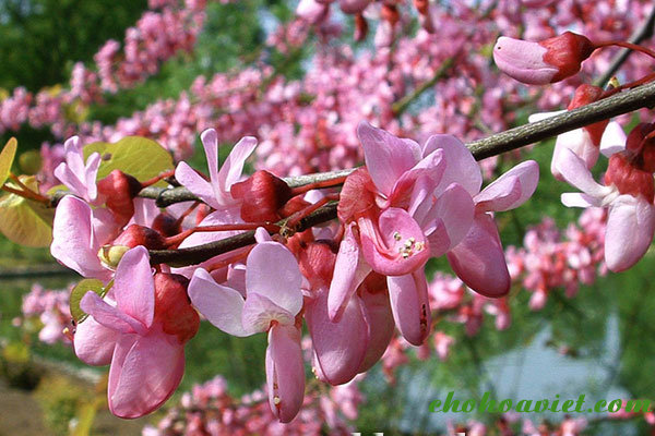 Trong cay hanh phuc giup xoay chuyen phong thuy-Hinh-8