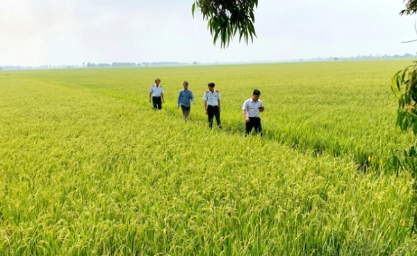 Su that ve “ong chu” giong lua Thien Dang” quang cao an vao... chua duoc benh-Hinh-3