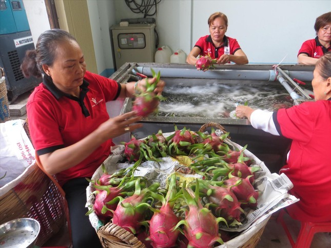 Xuat khau nong san sang Trung Quoc: Chuan bi cho 