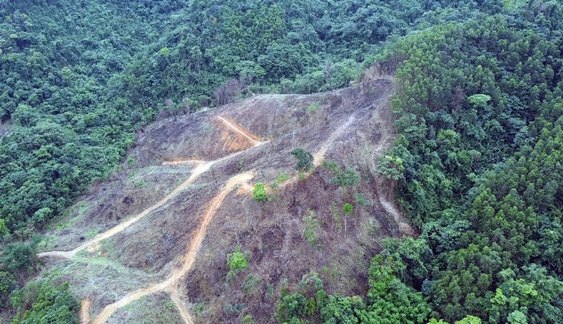 Bac Giang: Rung tu nhien do Cong ty Truong Loc quan ly… bi tan pha? - BAI 1