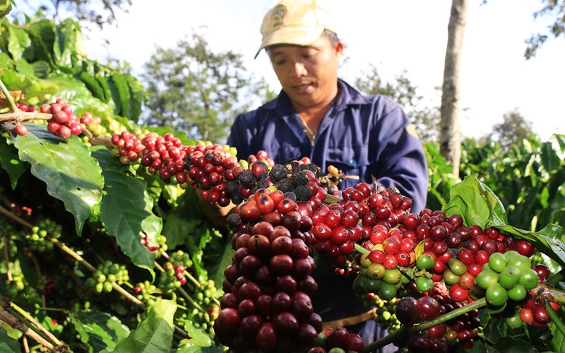 Gia ca phe hom nay 26/11: Trong nuoc va the gioi dong loat tang manh-Hinh-2