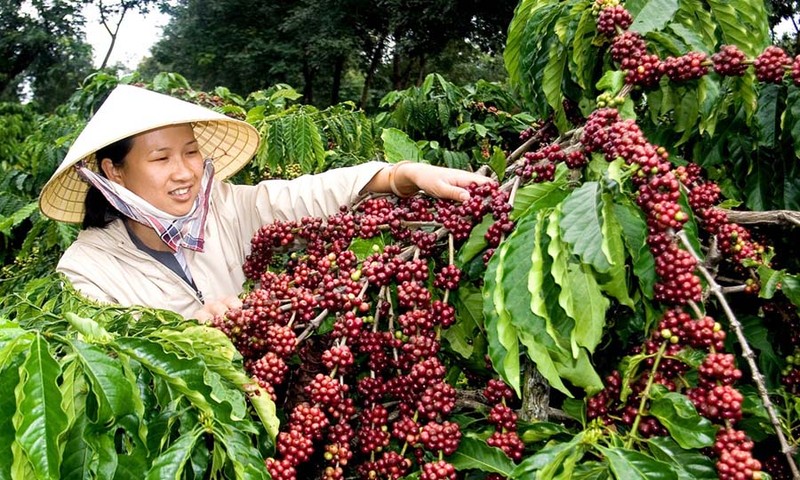 Gia ca phe hom nay 2/12: Tang manh 300 dong/kg tren toan Tay Nguyen-Hinh-2