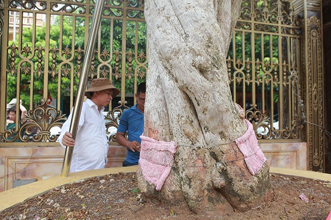 Loai cay moc hoang day duong, dai gia mua gia 3 ty khien dan tinh xon xao-Hinh-7