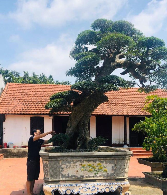 Ông thợ mộc mua cây duối cổ 400 tuổi giá 2 triệu, giờ khách trả 3 tỷ không bán - Hình 2 Ong tho moc mua cay duoi co 400 tuoi gia 2 trieu, gio khach tra 3 ty khong ban-Hinh-2