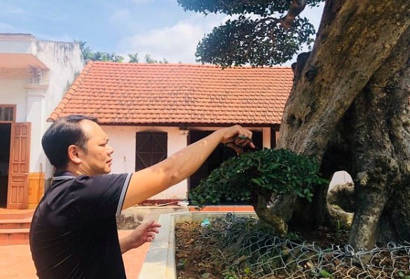 Ông thợ mộc mua cây duối cổ 400 tuổi giá 2 triệu, giờ khách trả 3 tỷ không bán - Hình 3 Ong tho moc mua cay duoi co 400 tuoi gia 2 trieu, gio khach tra 3 ty khong ban-Hinh-3